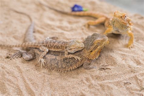 dating a bearded dragon
